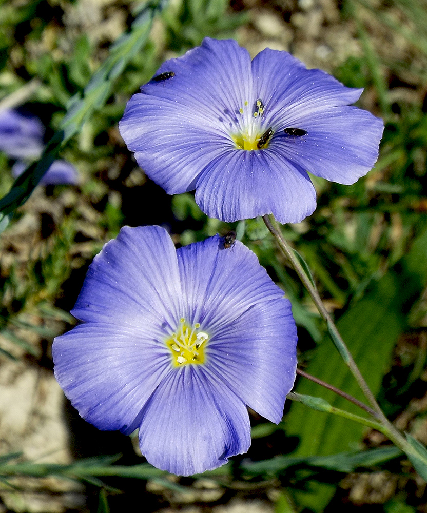 Изображение особи Linum squamulosum.