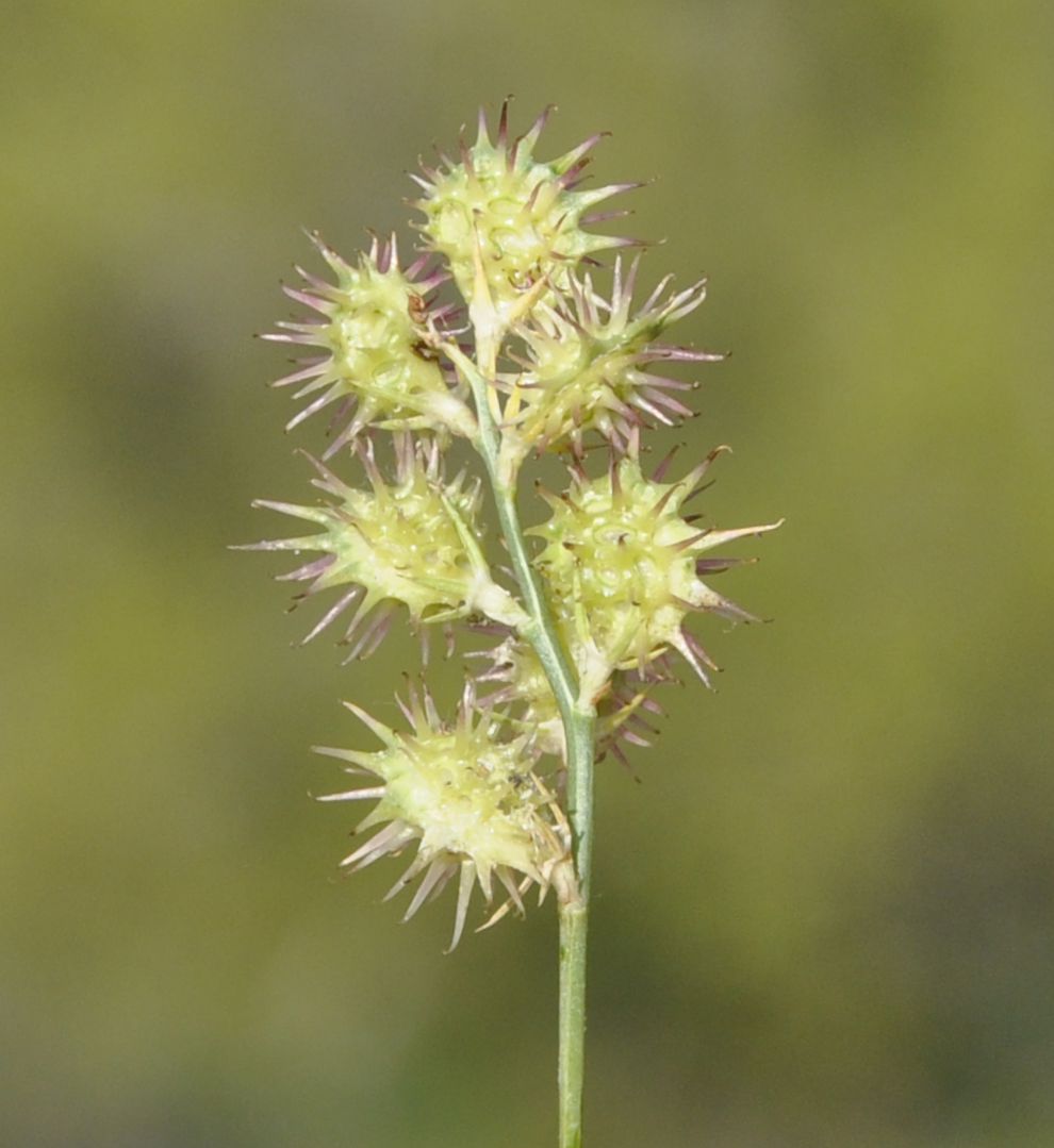 Image of Onobrychis caput-galli specimen.