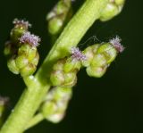 Triglochin palustris. Цветки. Приморский край, окр. пгт Ольга, устье р. Ольга, сырой приморский луг. 06.07.2017.