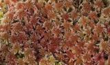 genus Sphagnum. Верхушки гаметофитов. Архангельская обл., Соловки, о. Бол. Соловецкий, сырой участок разреженного мелколиственно-елового леса, кочка. 29.06.2017.