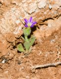 Campanula hierosolymitana