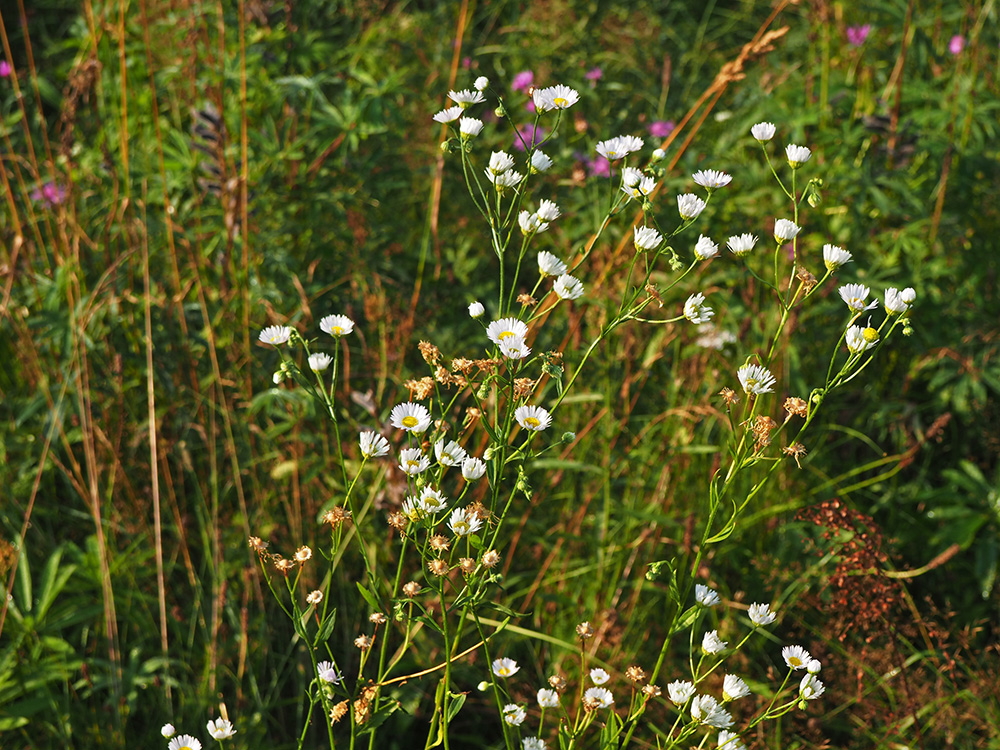 Image of Erigeron annuus specimen.