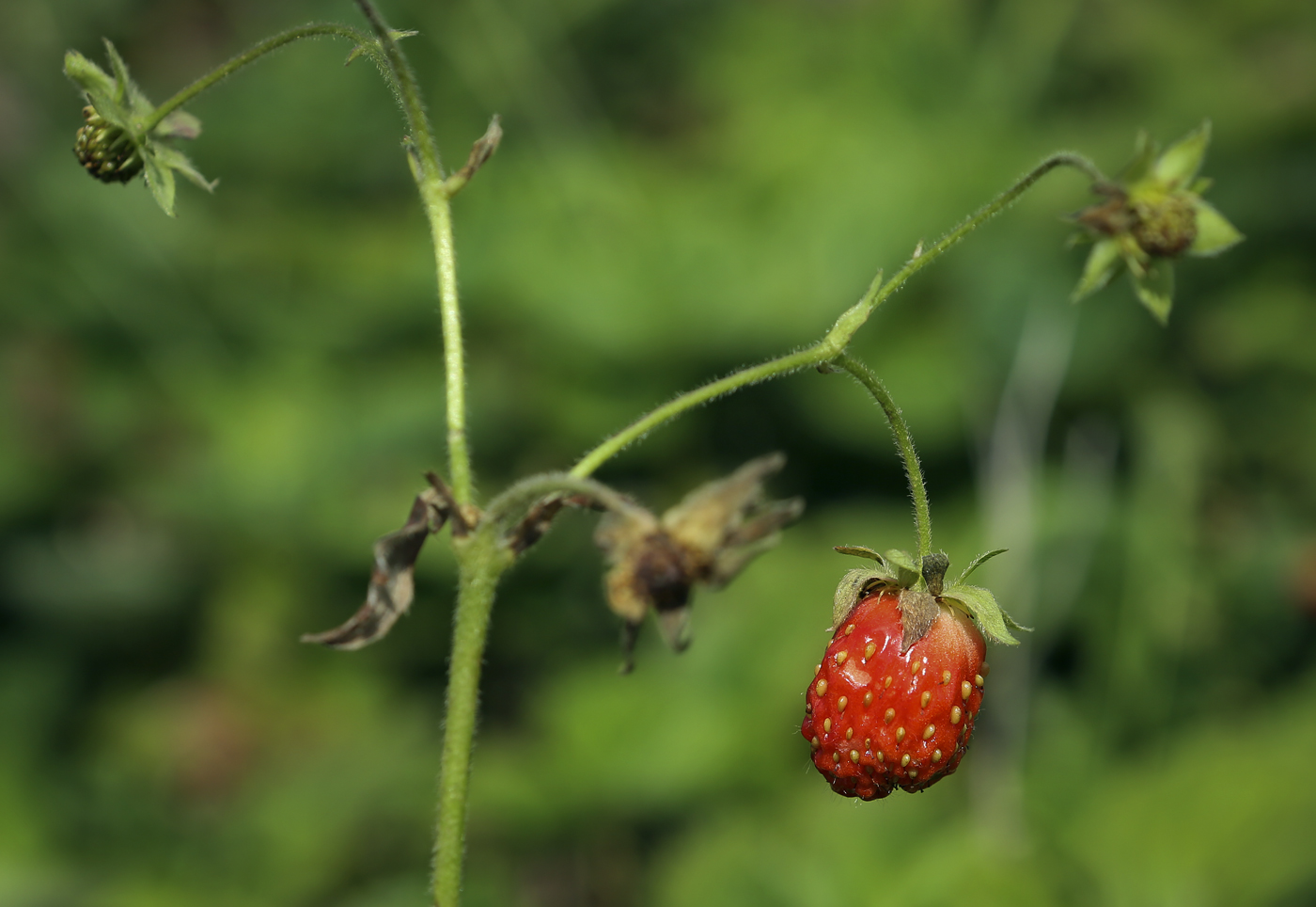 Image of Fragaria &times; ananassa specimen.