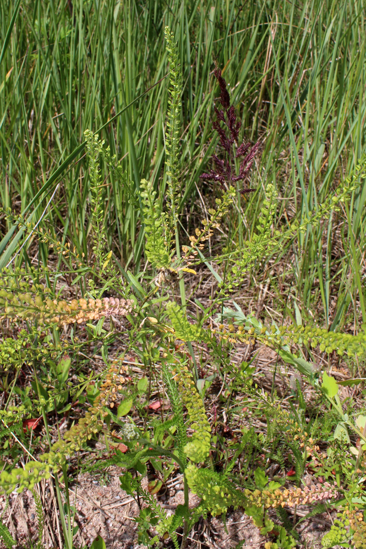 Image of Lepidium densiflorum specimen.