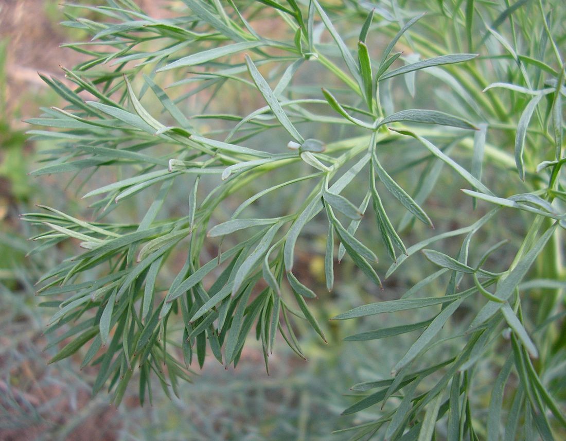 Image of Seseli arenarium specimen.