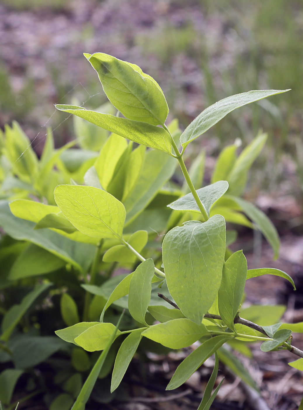 Изображение особи Lonicera xylosteum.