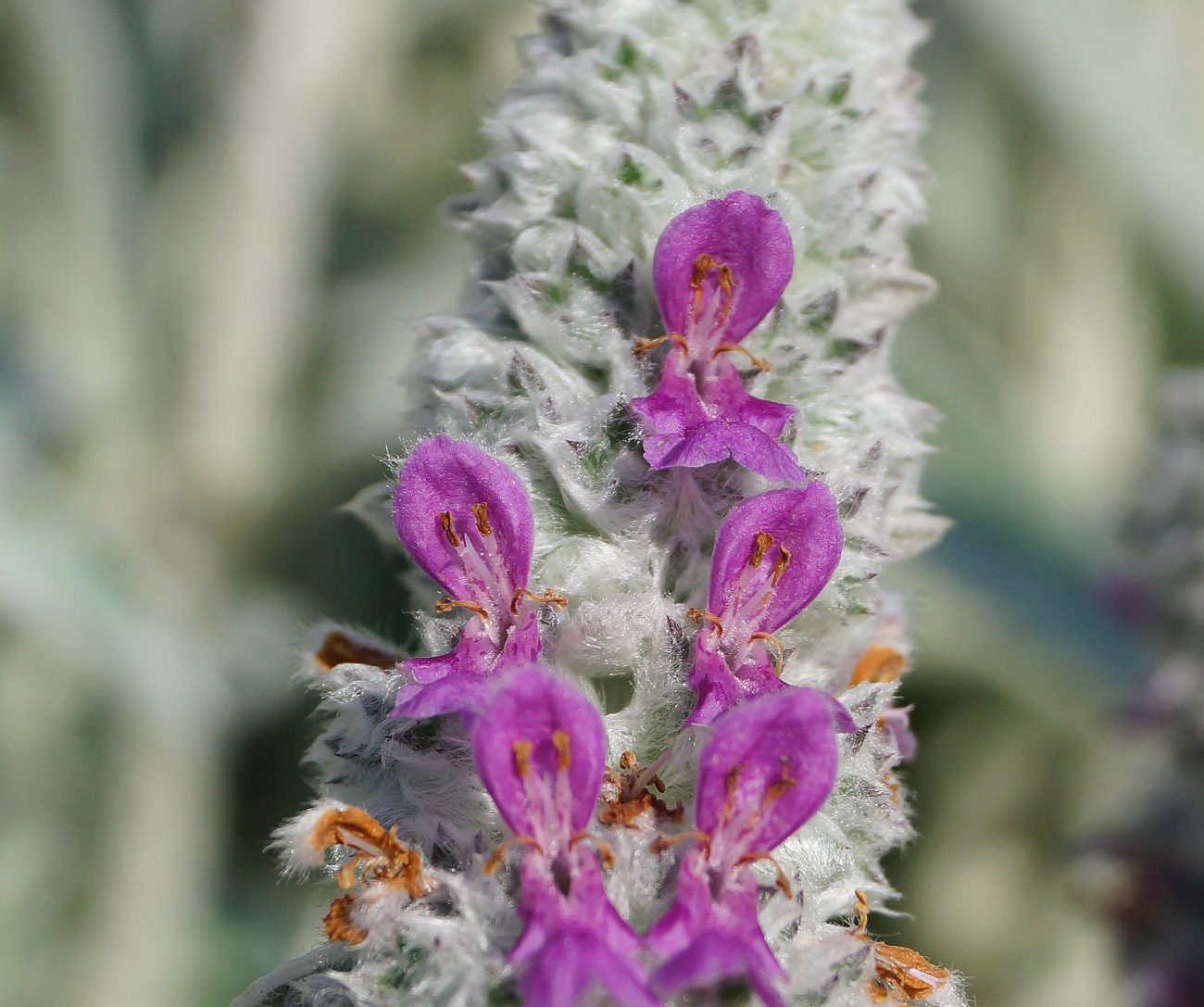 Изображение особи Stachys byzantina.