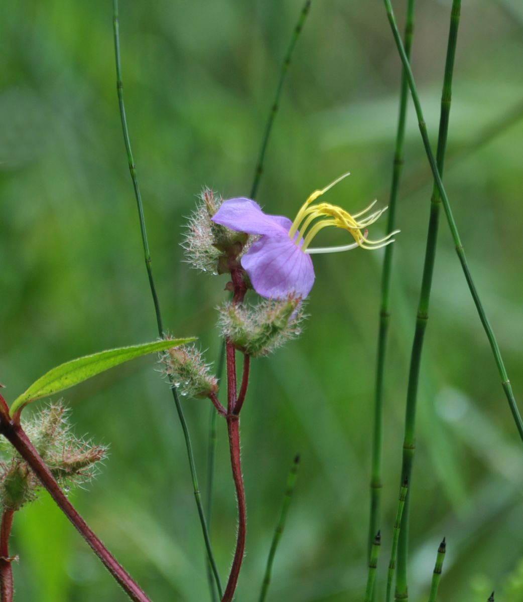 Image of Osbeckia stellata specimen.