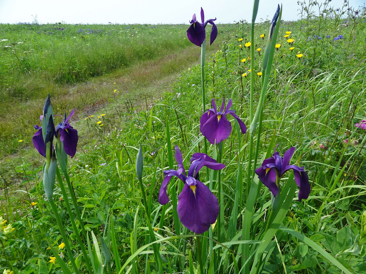 Изображение особи Iris ensata.