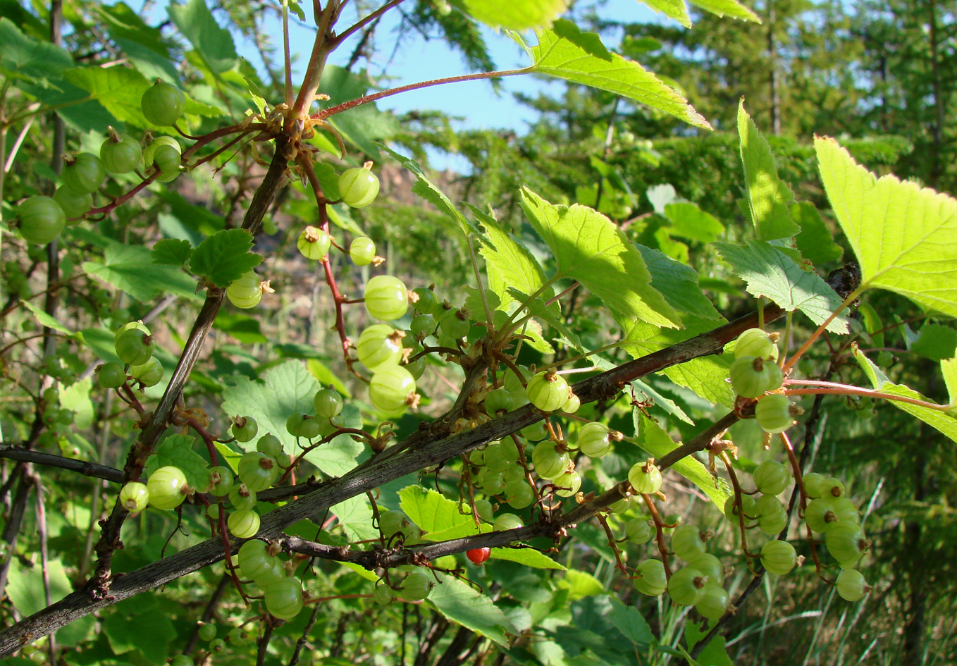 Image of Ribes glabrum specimen.