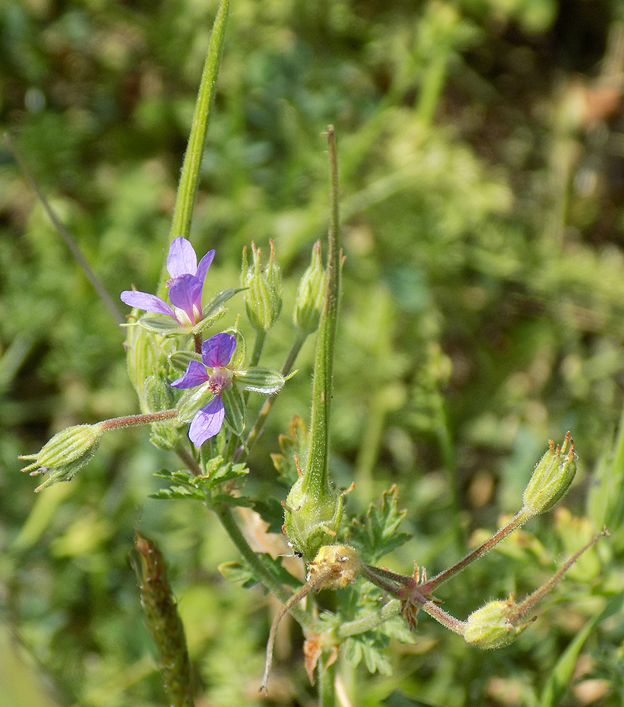 Изображение особи Erodium ciconium.