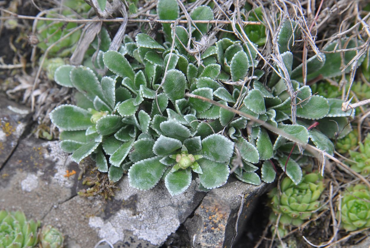 Image of Saxifraga cartilaginea specimen.