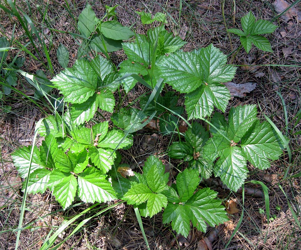 Изображение особи Rubus saxatilis.