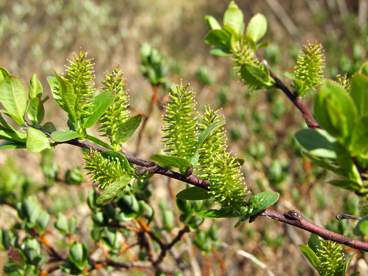 Salix hastata х reticulata
