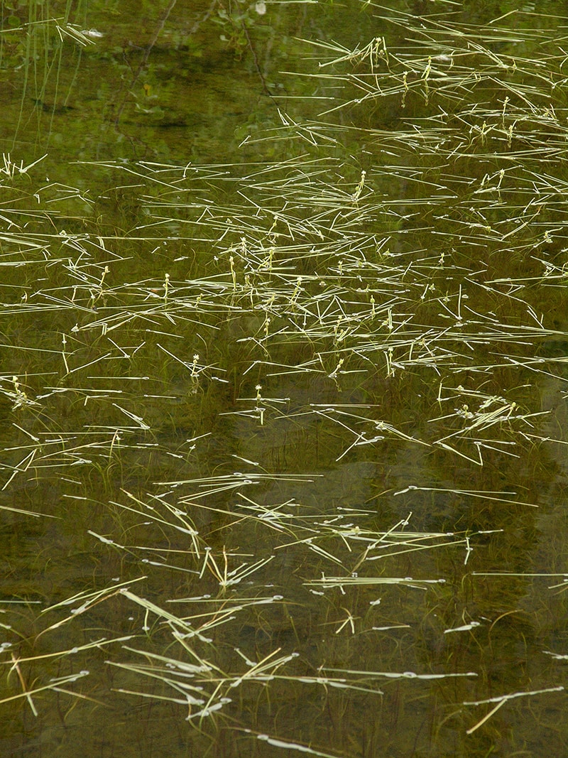 Image of Sparganium hyperboreum specimen.