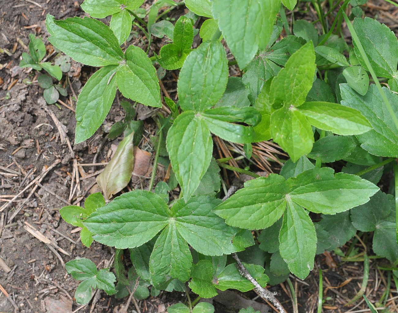 Изображение особи Astrantia maxima.