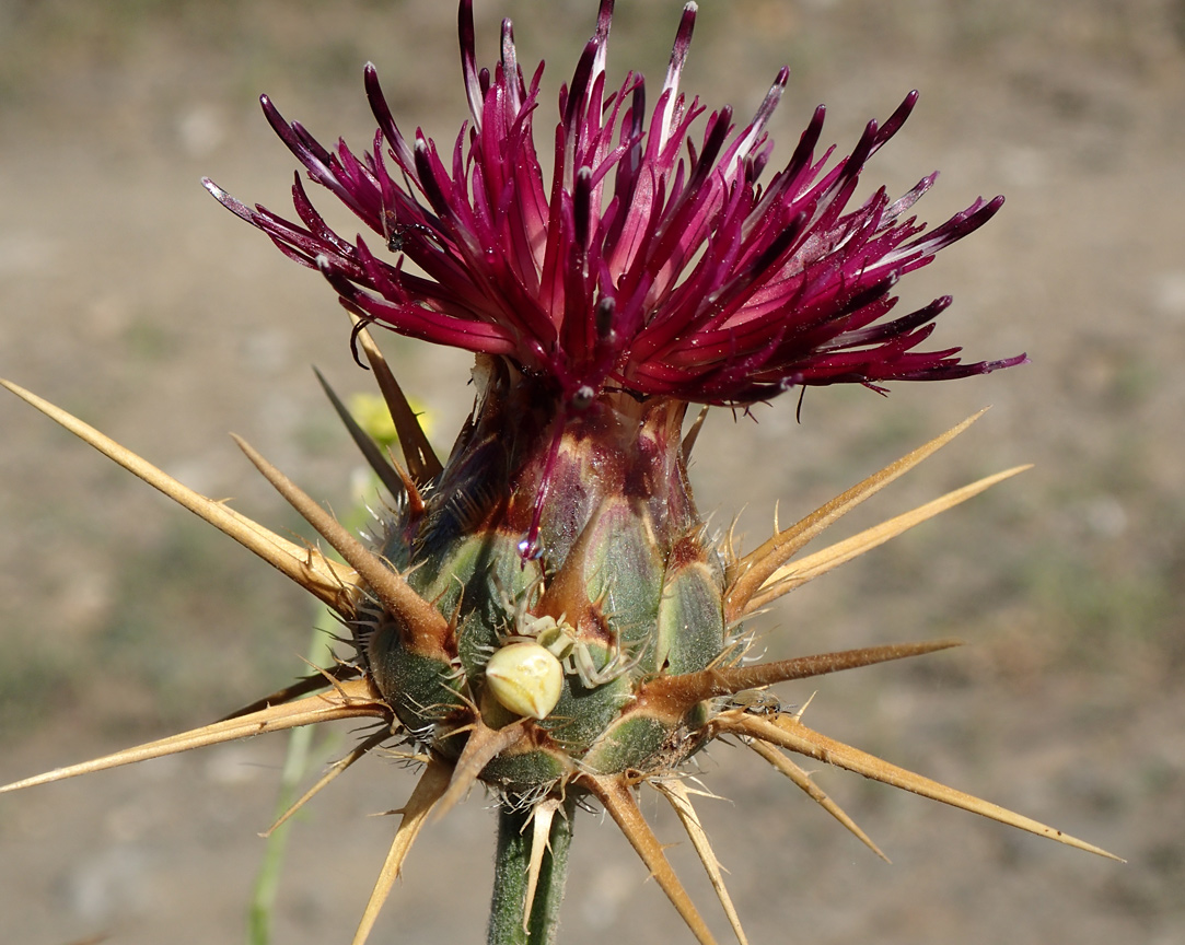 Image of Centaurea laconica specimen.