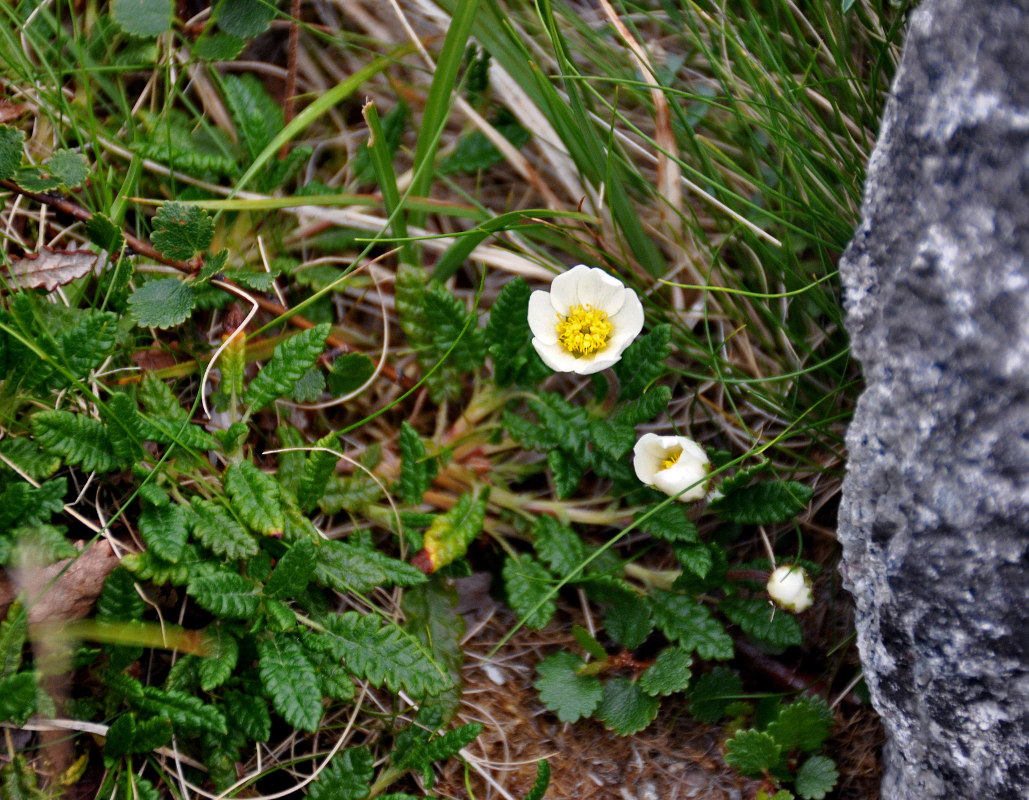 Image of genus Dryas specimen.