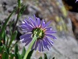 Aster alpinus