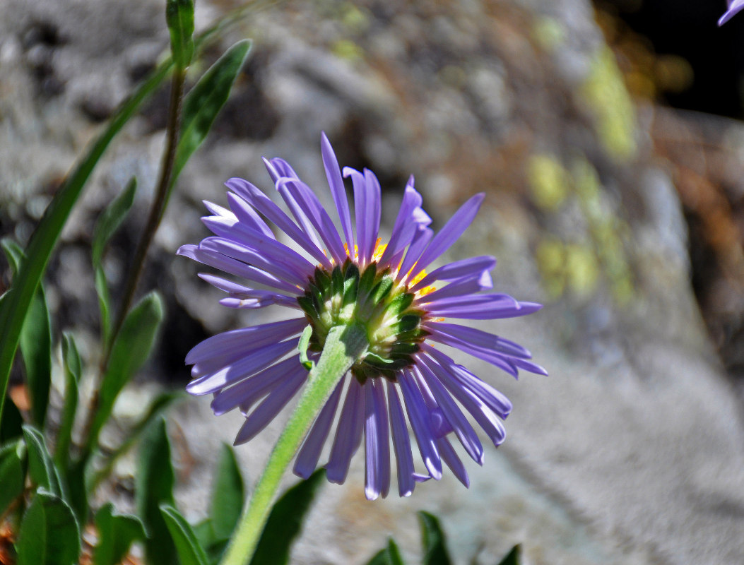 Image of Aster alpinus specimen.