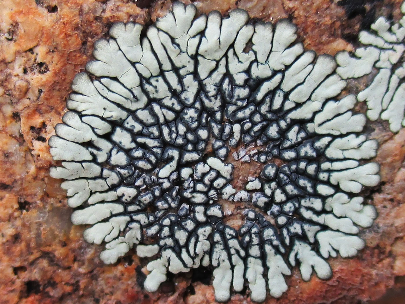 Image of Dimelaena oreina specimen.