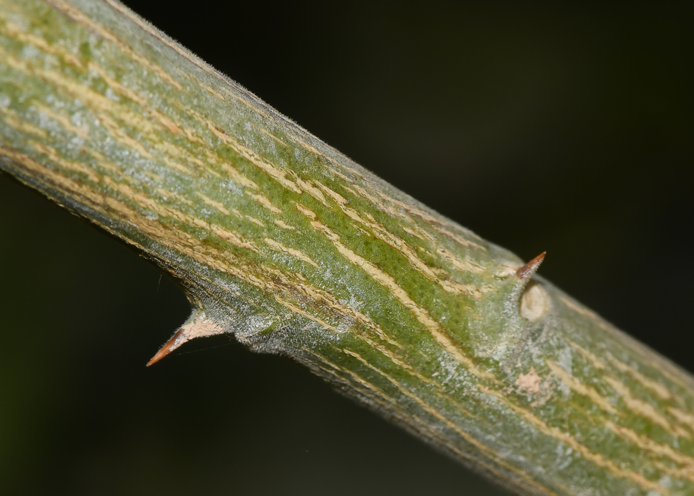 Image of Citrus maxima specimen.