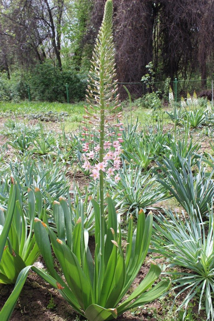 Изображение особи Eremurus aitchisonii.