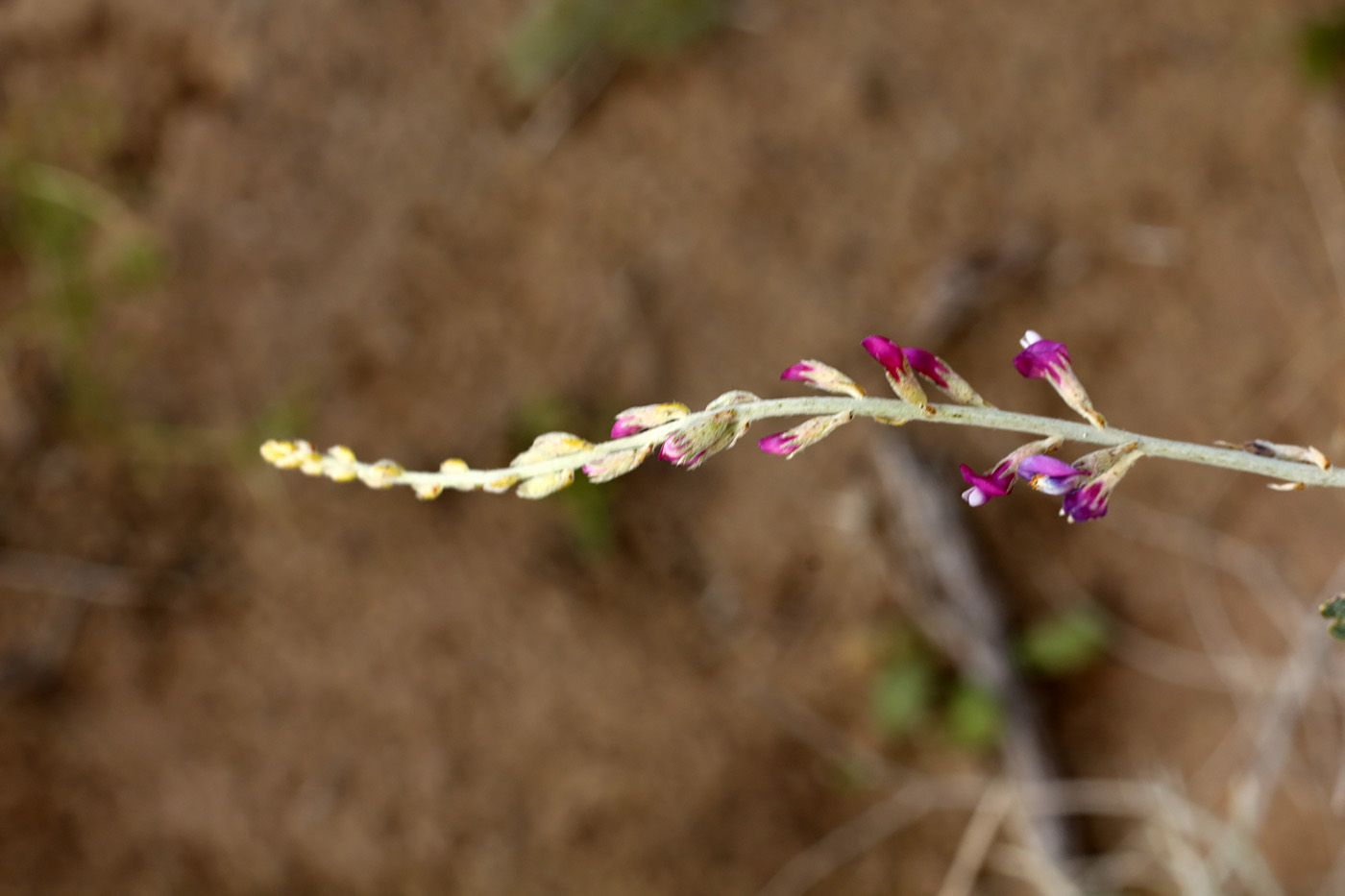 Image of Astragalus unifoliolatus specimen.