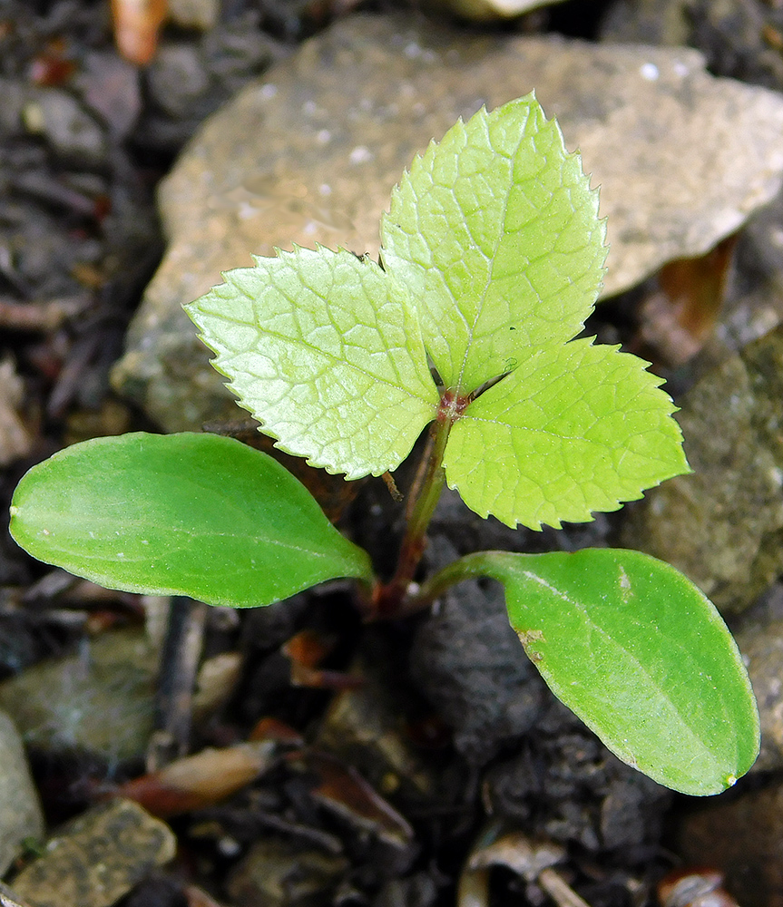 Image of Helleborus caucasicus specimen.