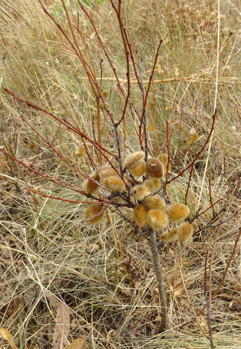 Image of Amygdalus nana specimen.