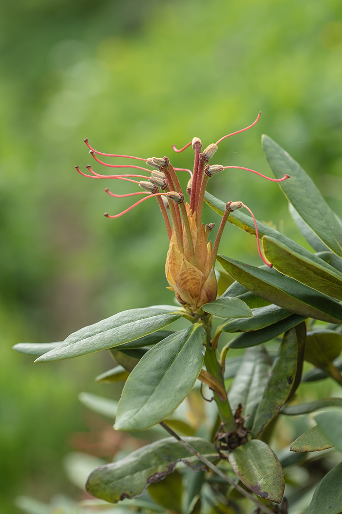 Image of Rhododendron caucasicum specimen.