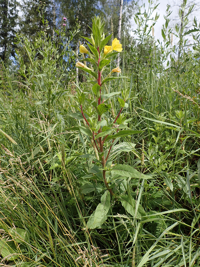 Изображение особи Oenothera rubricaulis.