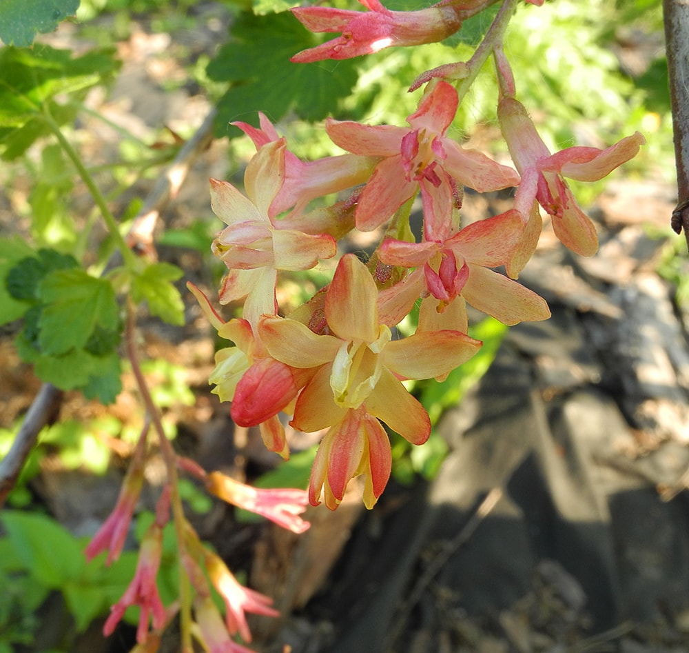 Image of Ribes &times; gordonianum specimen.