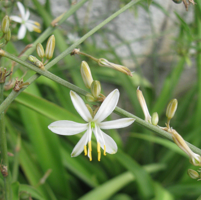 Image of Chlorophytum comosum specimen.