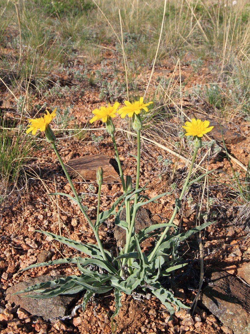 Image of Scorzonera crispa specimen.