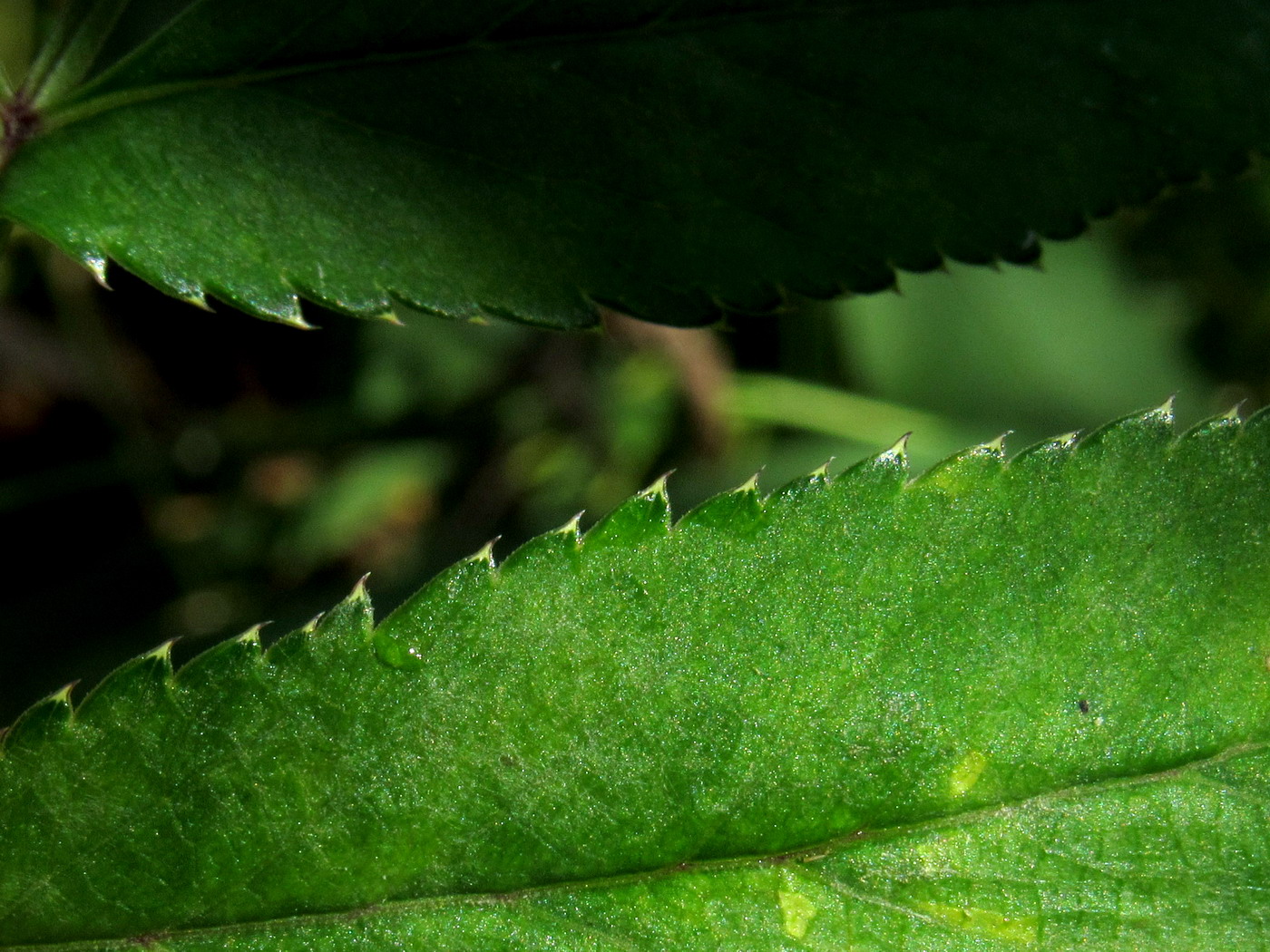 Image of Angelica sylvestris specimen.