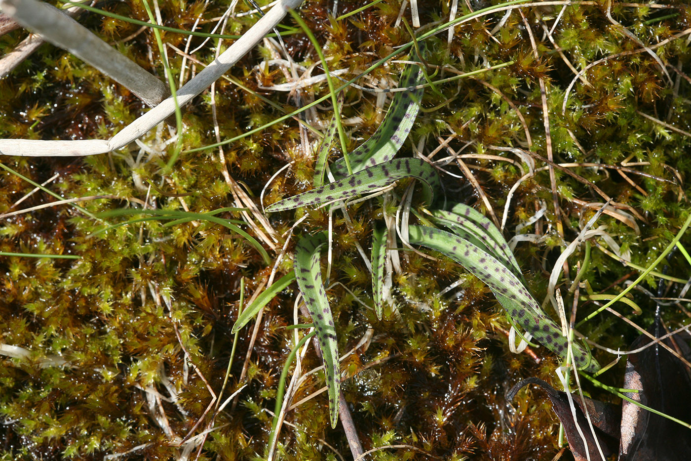 Image of Dactylorhiza traunsteineri specimen.