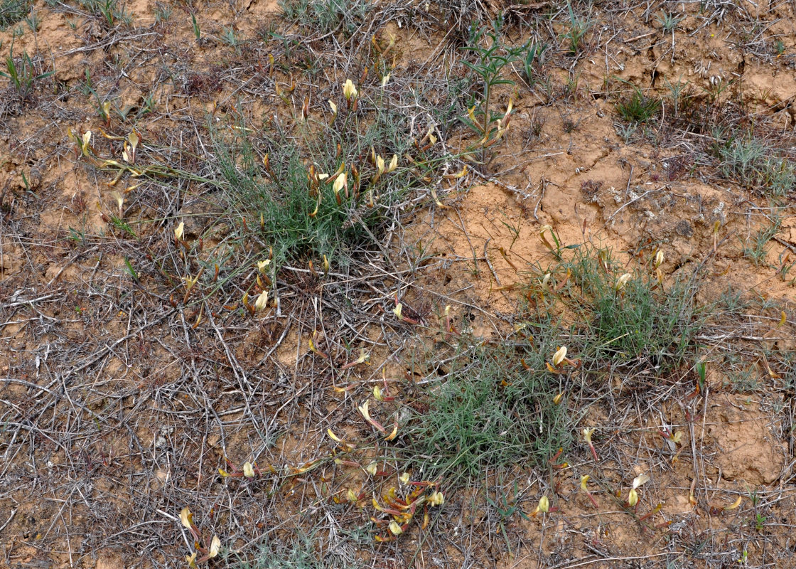 Изображение особи Astragalus ucrainicus.