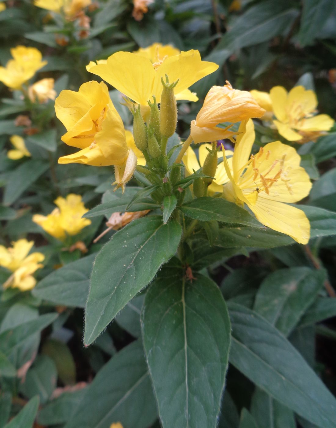 Изображение особи Oenothera tetragona.