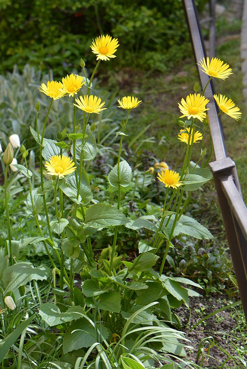 Изображение особи Doronicum pardalianches.