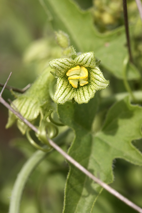 Image of Bryonia melanocarpa specimen.