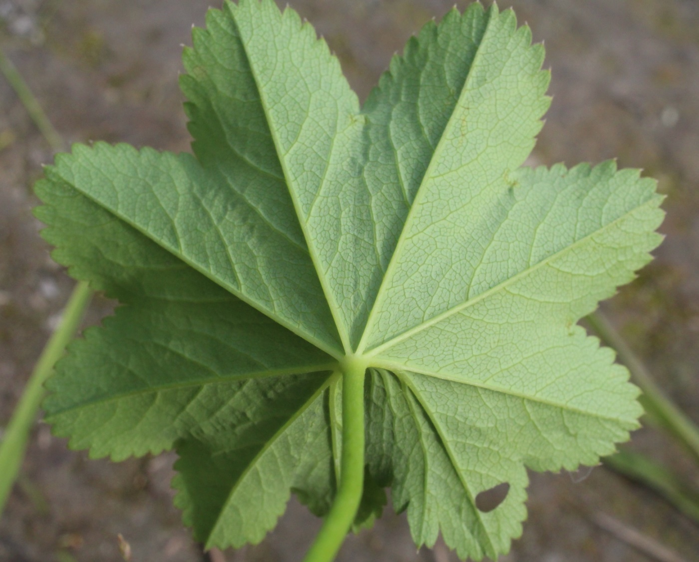 Image of Alchemilla uralensis specimen.