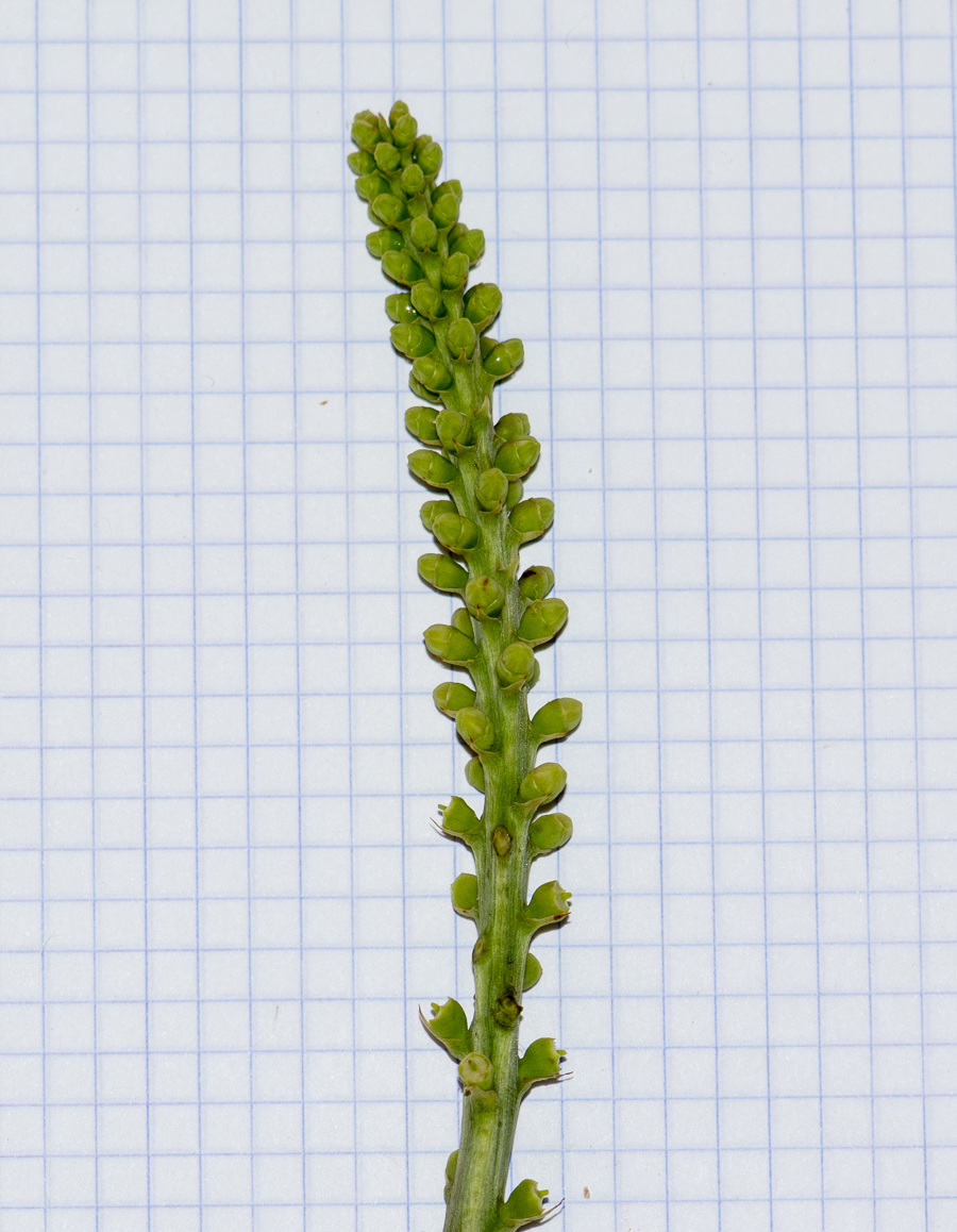 Image of Cussonia paniculata specimen.