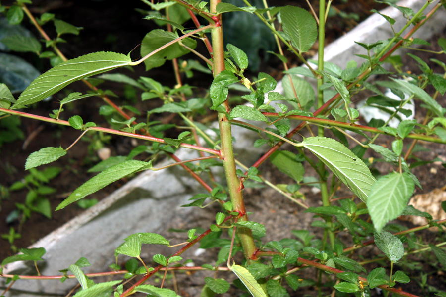 Image of Corchorus olitorius specimen.