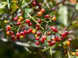 genus Psychotria. Соплодие. Перу, регион Куско, провинция Урубамба, окр. пос. Machupicchu, ботанический сад \"Jardines de Mandor\". 20.10.2019.