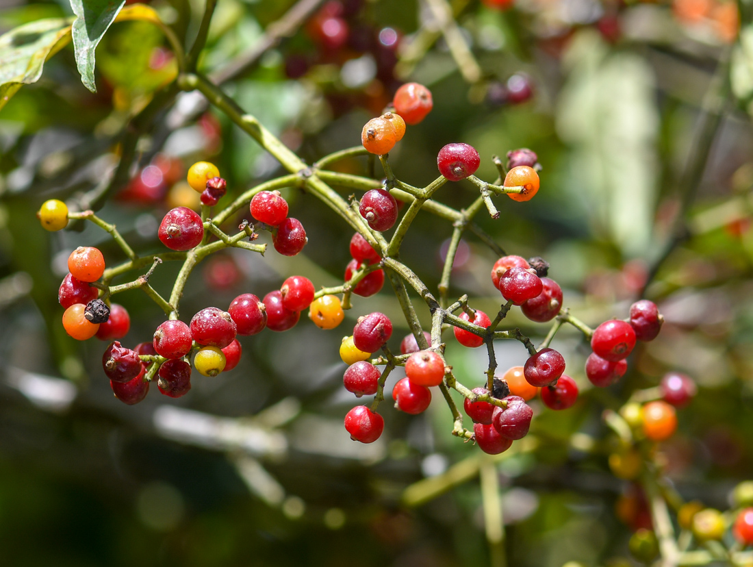 Изображение особи род Psychotria.