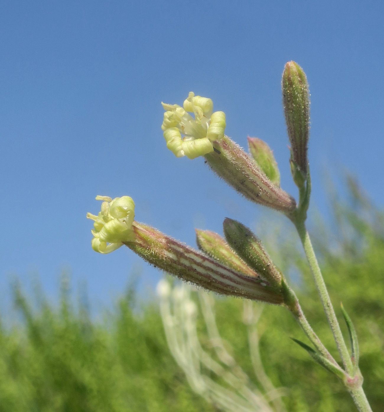 Изображение особи Silene supina.