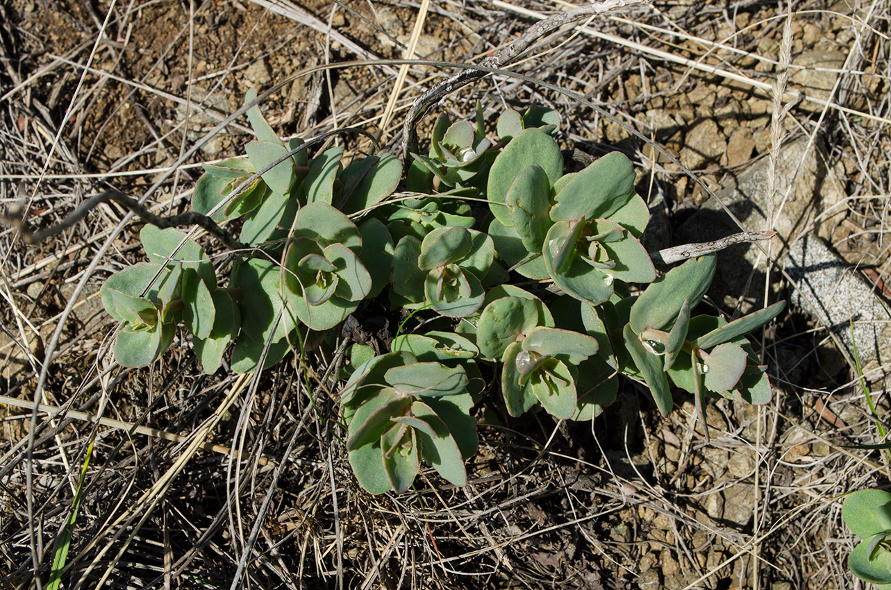 Image of Hylotelephium stepposum specimen.