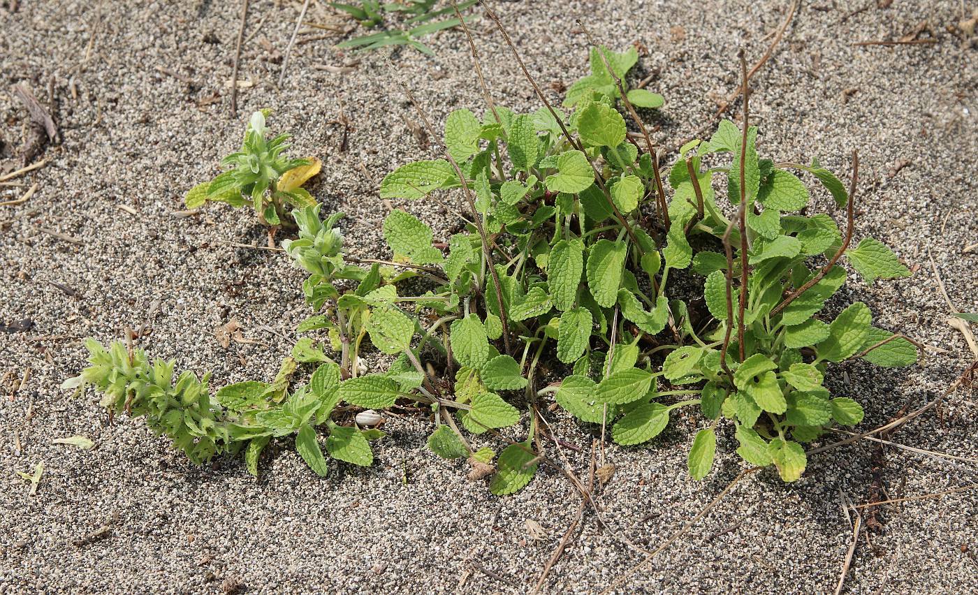 Изображение особи Stachys maritima.