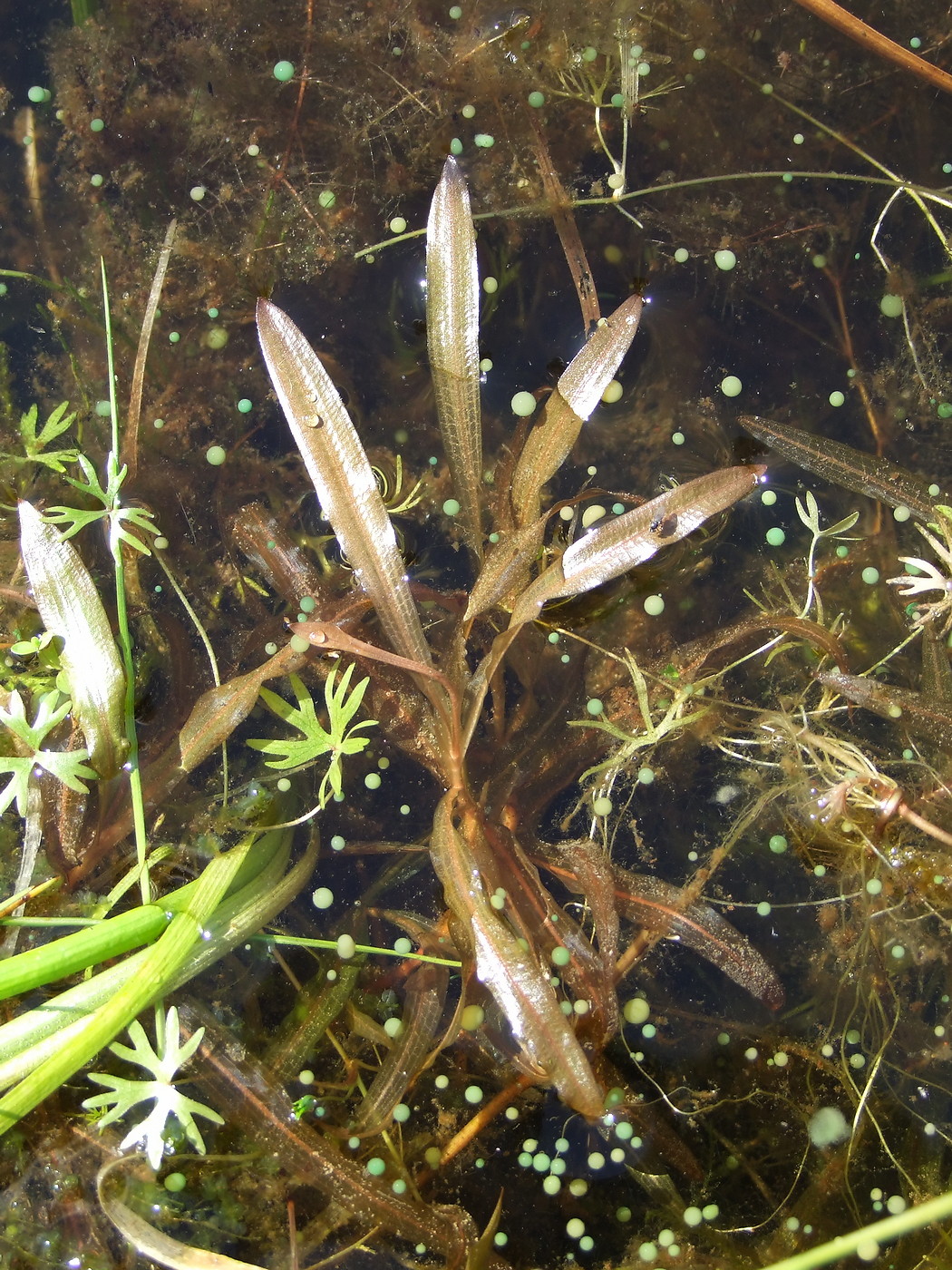 Image of Potamogeton alpinus specimen.